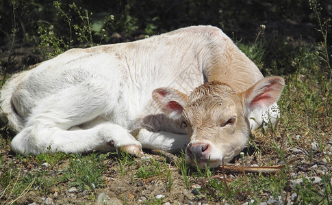 加热的说谎躺在绿草可爱的幼崽上抚摸着可爱的小牛动物图片