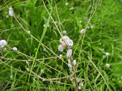 草地干燥植物上的白蜗牛草夏天图片