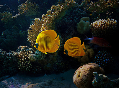 水族馆珊瑚礁热带鱼类对珊瑚礁的比旅行蓝色背景图片