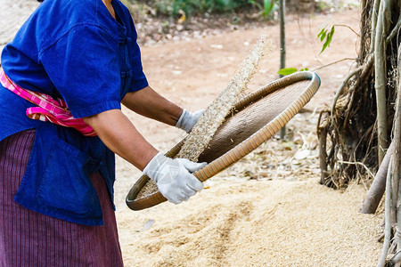 簸泰国农民打大米文化业图片