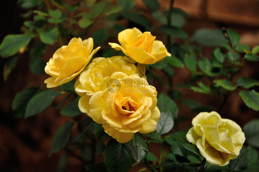 绽放园艺花里的黄玫瑰新鲜图片