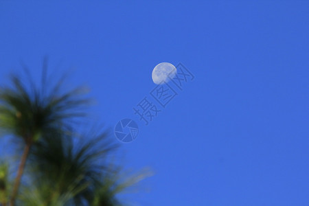 天文学月亮和白昼的松树叶天堂轨道图片
