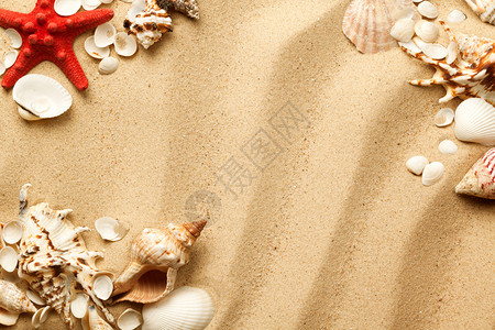 沙子上的贝壳图片