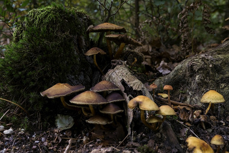 蘑菇在有树和叶作为背景的自闭膜期间林中菌类组真秋天图片