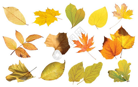 季节收藏美丽的多彩秋叶图片