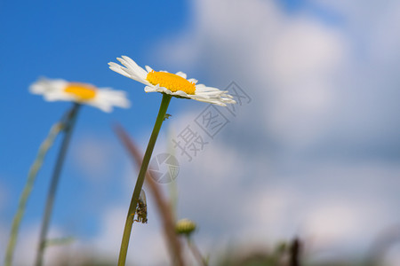 白色的小花背景图片