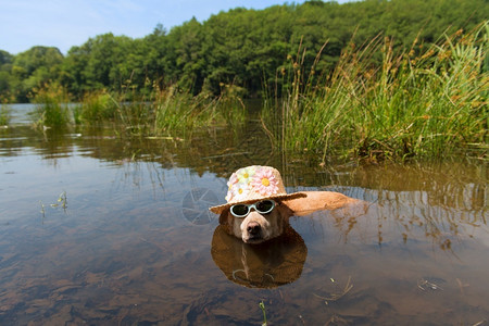 水里游泳的狗狗图片