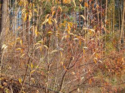 食物景观秋天的野果在森林中生长图片