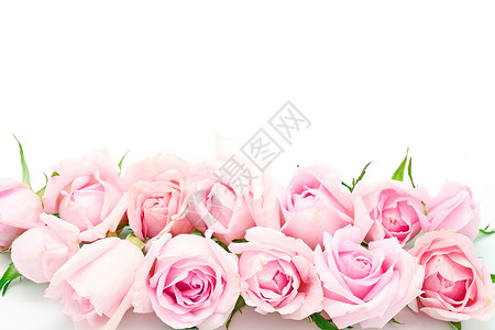 假期花瓣粉色的美丽玫瑰被白背景隔离图片