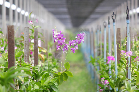 热带兰花园里的一整堆美丽兰花朵生长图片