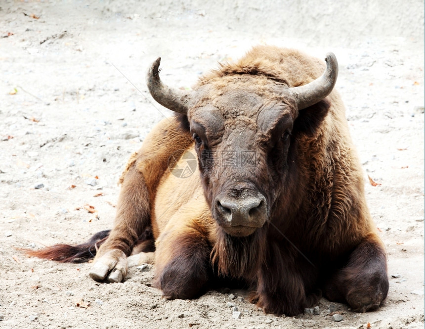户外公牛荒野Aurochs在地上拜辛格尼苏斯图片