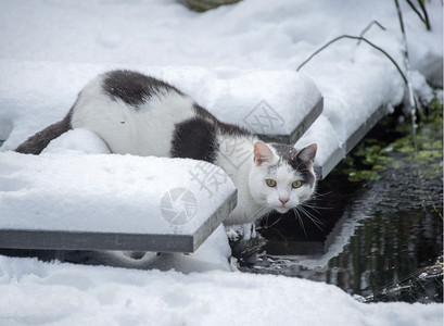 雪后的猫咪图片