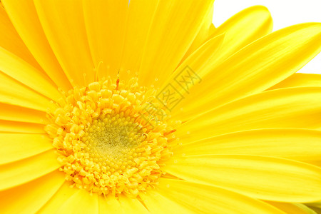黄色非洲菊花蕊图片