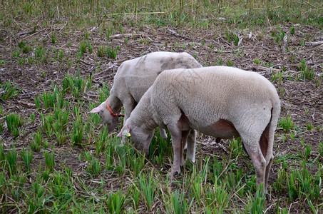 哺乳动物牧场草地在稀少的田放牧绵羊图片