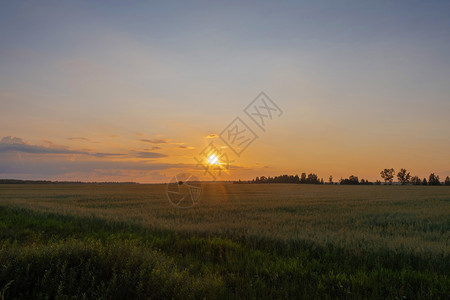 阳光多云的一小片黄色日落圆盘太阳在地平线上升起乌云多俄罗斯夏天图片