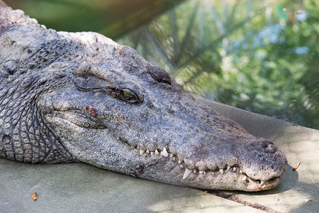 爬虫水皮肤鳄鱼的头热带高清图片素材