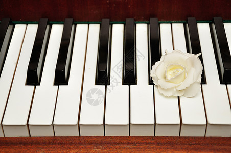 装饰白色和黑钢琴键上展示的一朵人造白玫瑰闪亮的笔记图片