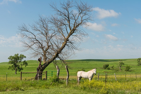 位于堪萨斯州强城附近的绿地白马带刺农场金属丝背景图片