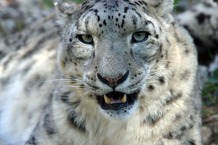 观看户外野生动物雪豹图片