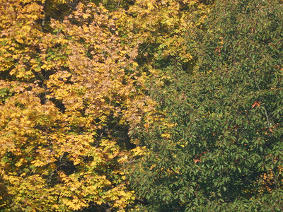 树木秋天的叶纹理美丽红色图片