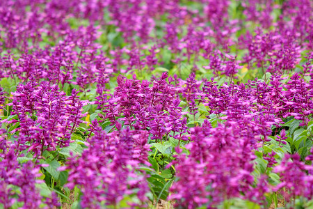 美丽的紫色花田高清图片