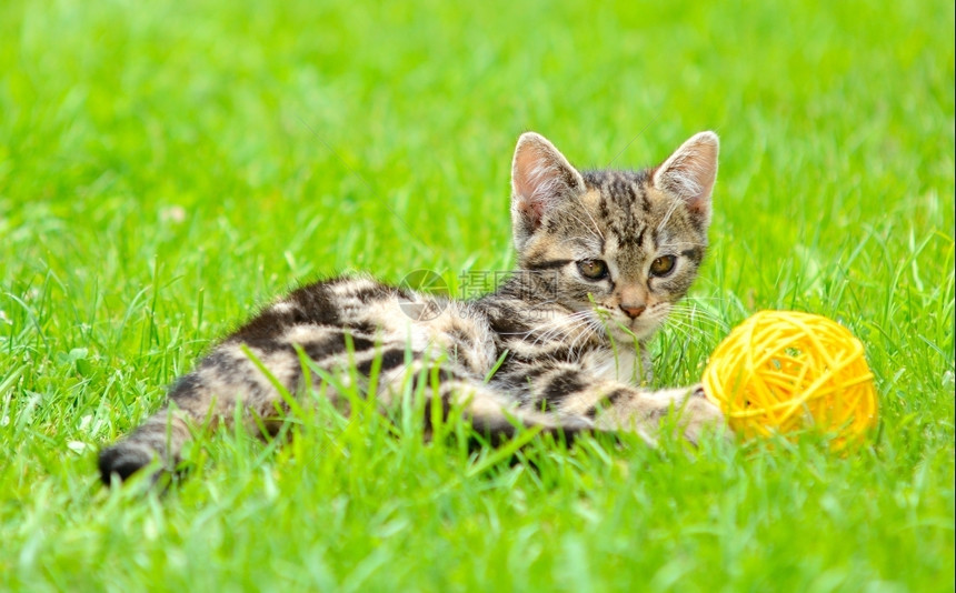 小猫咪在花园里玩球图片