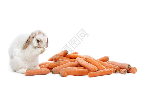 兔子吃胡萝卜图片
