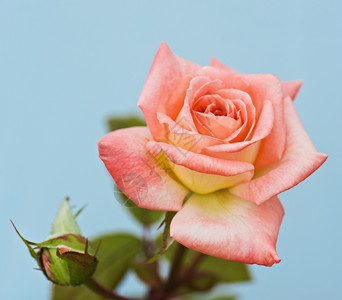 美丽的粉红色玫瑰在自然背景上沙丘的焦点植物群花浪漫的图片