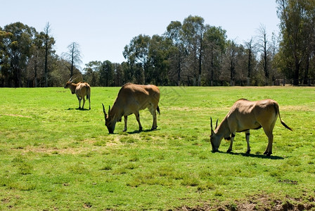 非洲澳大利亚人野生动物澳大利亚园草原上常见的欧兰放牧图片