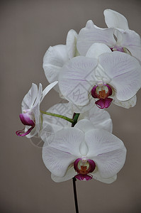 植物群室内热带浅景深的白色兰花背景图片