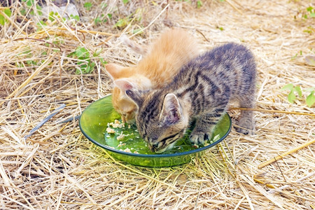 食用小猫童年短发科动物图片