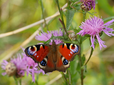 丰富多彩的蝴蝶孔雀眼饮料花朵上香水鲜蜜开昆虫图片