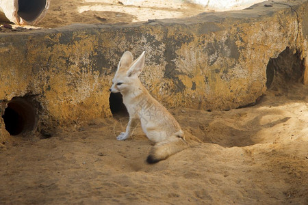 非洲人耳廓狐大朵沙漠狐狸Vulpeszerda坐在动物园里泽达背景图片