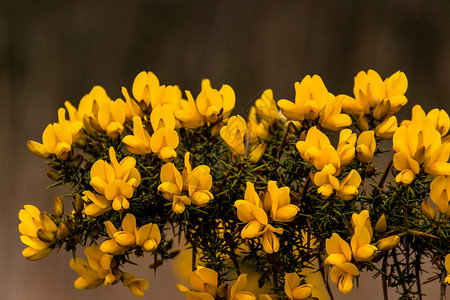 金雀花共同的歌声和鲜花共同的歌声可选择春天图片