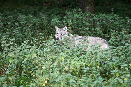 危险的捕食者户外丹麦野狼的大自然毛皮高清图片素材