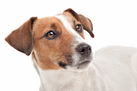 短腿杰克罗素梗犬在白色背景前棕的一种图片