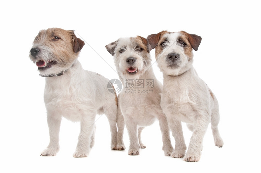 纯种杰克罗素梗犬在白色背景前类动物图片