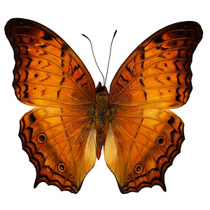 常见的自然流浪汉橙蝴蝶普通巡洋舰蝴蝶Vindulaerota上翼剖面白底隔离丰富多彩的高清图片素材