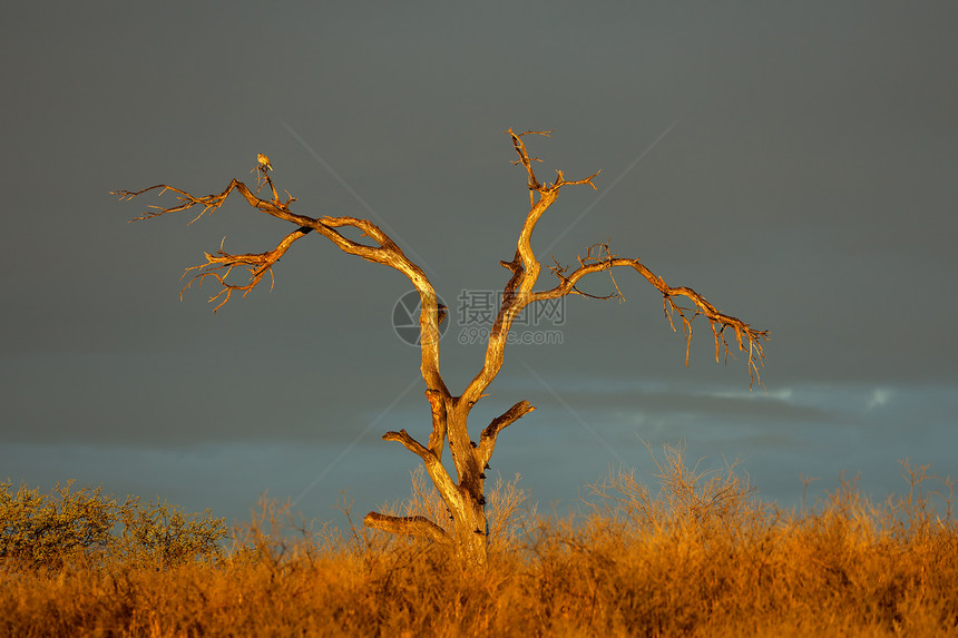 风景优美黑暗的日落时夕阳枯树对抗黑云卡拉哈里沙漠南非部图片
