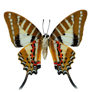 野生动物艺术Spot尾蝴蝶诺米乌斯低翼剖面图以白色背景隔离美丽的图片