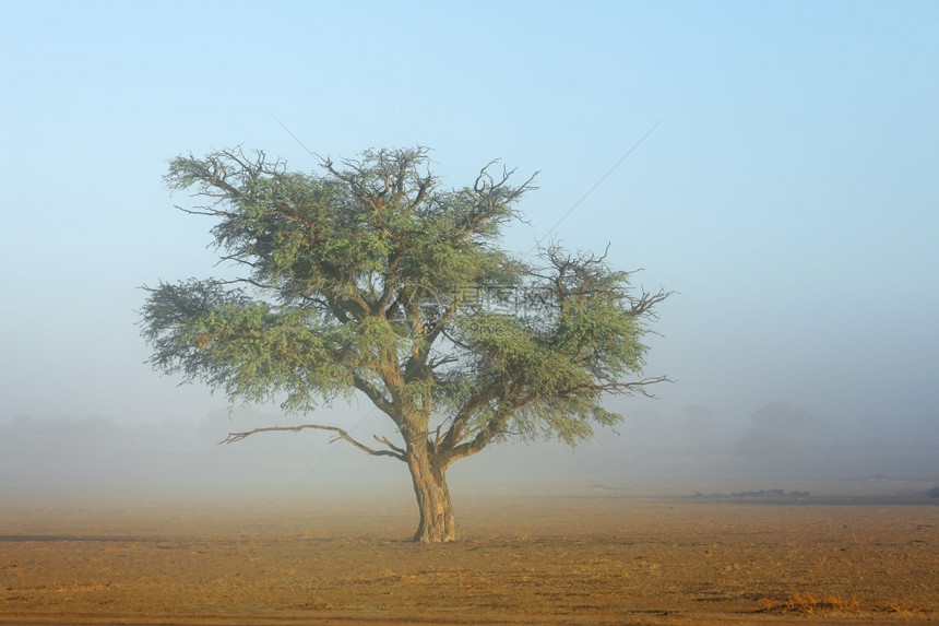 风景优美加拉迪户外南非卡拉哈里沙漠甘蓝薄雾中树的风景观图片