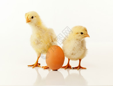 初生的小鸡两只新生小鸡和鸡蛋背景