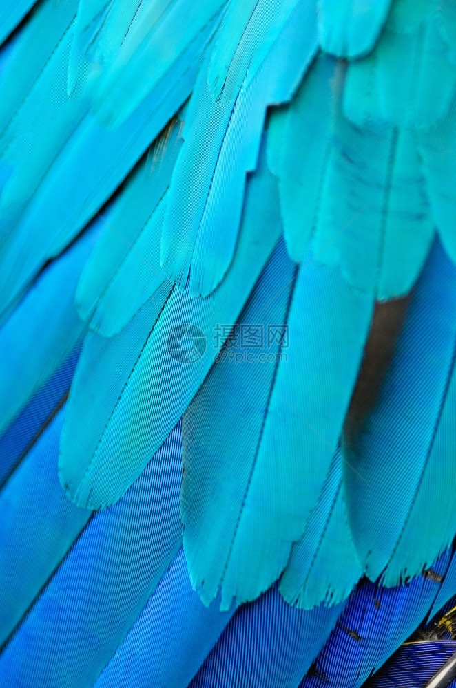 可爱的生动蓝色和金麦考羽毛模式金刚鹦鹉图片