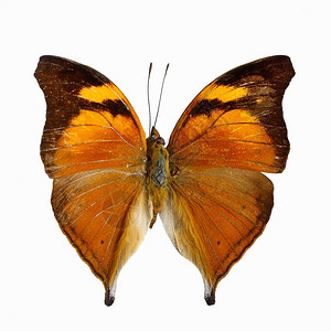 橙蝴蝶秋叶尼普哈利德蝴蝶多列谢莉亚双饼干白底孤立丰富多彩的颜色自然背景图片