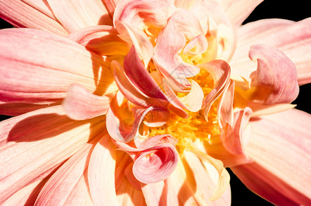 花的脆弱色彩多Dahlia花自然背景园图片