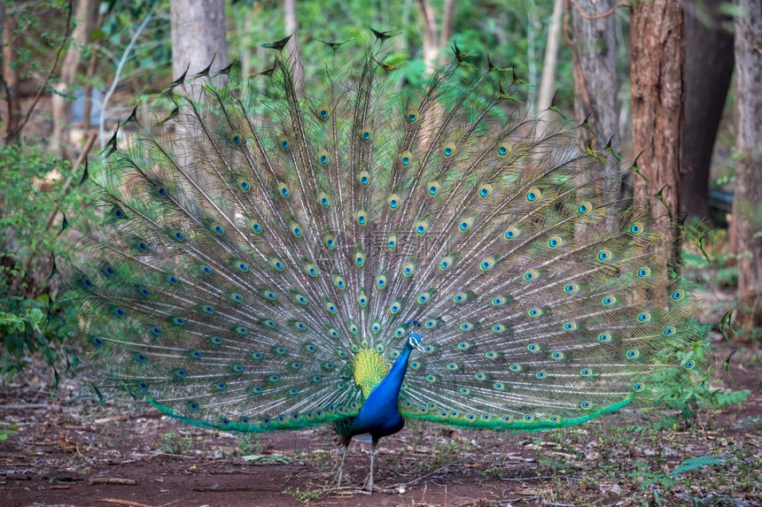 颜色孔雀关闭显示它的美丽羽毛丰富多彩的自然图片