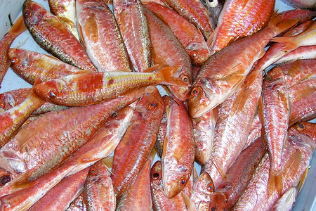 红木板Mulussulutus最近捕捞的鱼类市场地中海阿吉拉斯穆尔西亚班牙欧洲开胃红色的有条纹西班牙高清图片素材