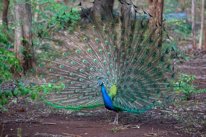 自然热带野生动物孔雀的近距离展示出它美丽的羽毛图片