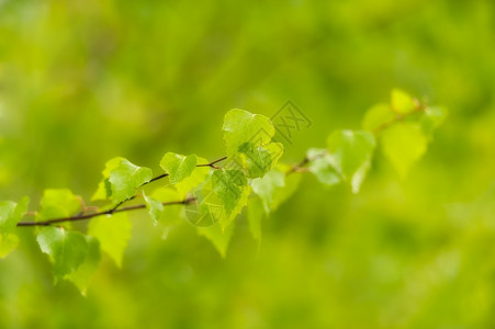 柔软的年轻新鲜树叶新鲜绿色背景的树叶图片