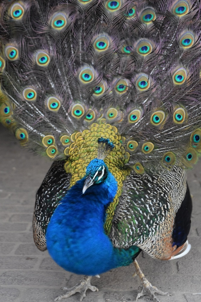 荒野鸟令人惊叹的闪亮蓝体孔雀触目惊心图片